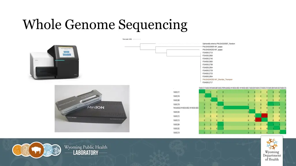 whole genome sequencing