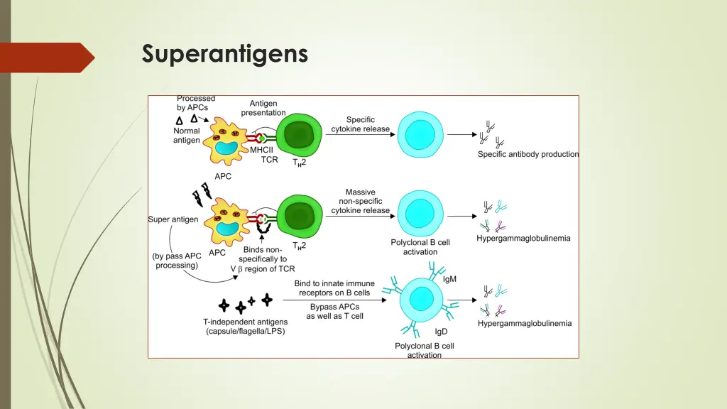 superantigens 2