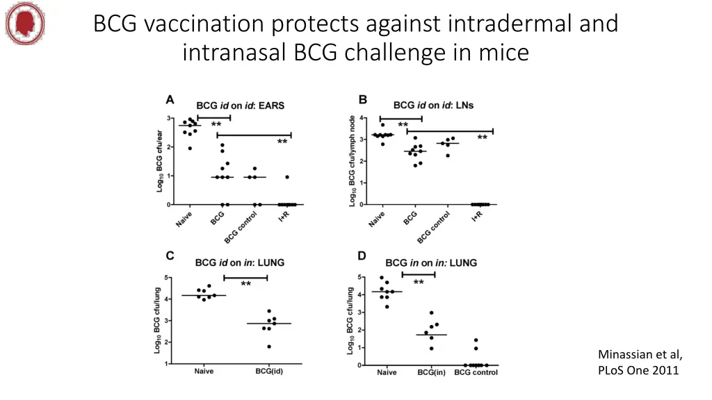 bcg vaccination protects against intradermal