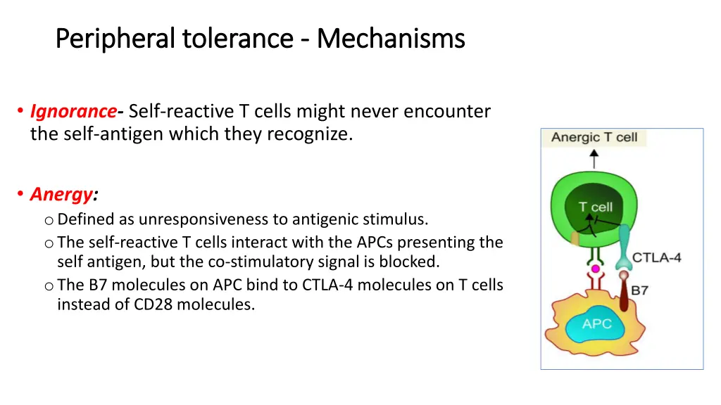 peripheral tolerance peripheral tolerance 1