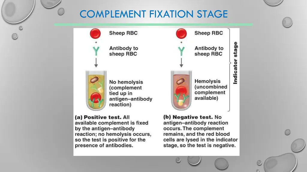 complement fixation stage 1