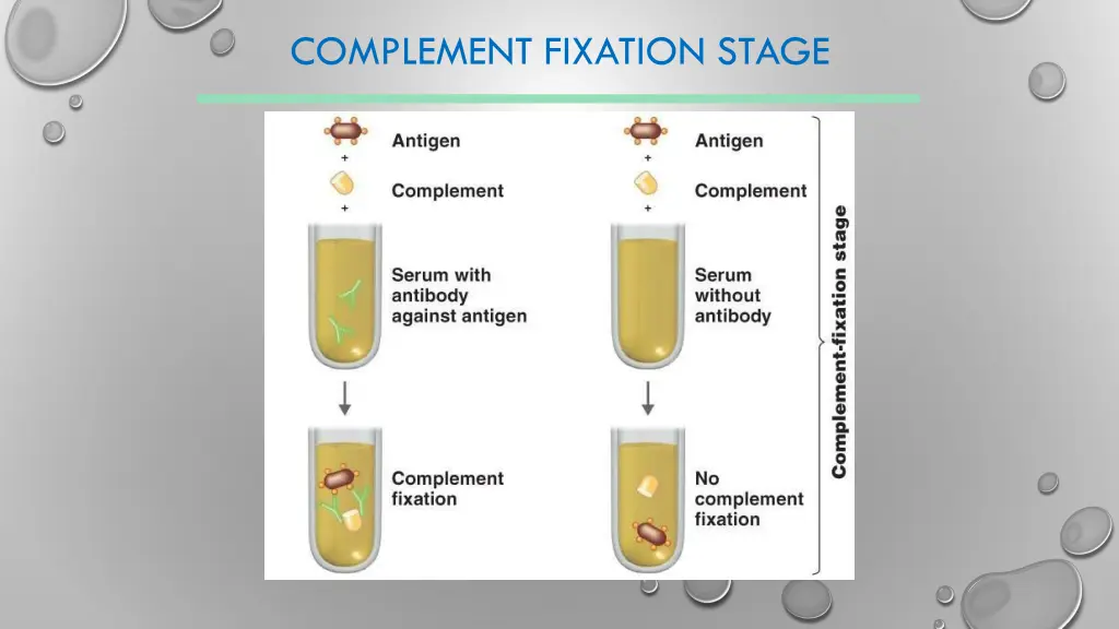 complement fixation stage