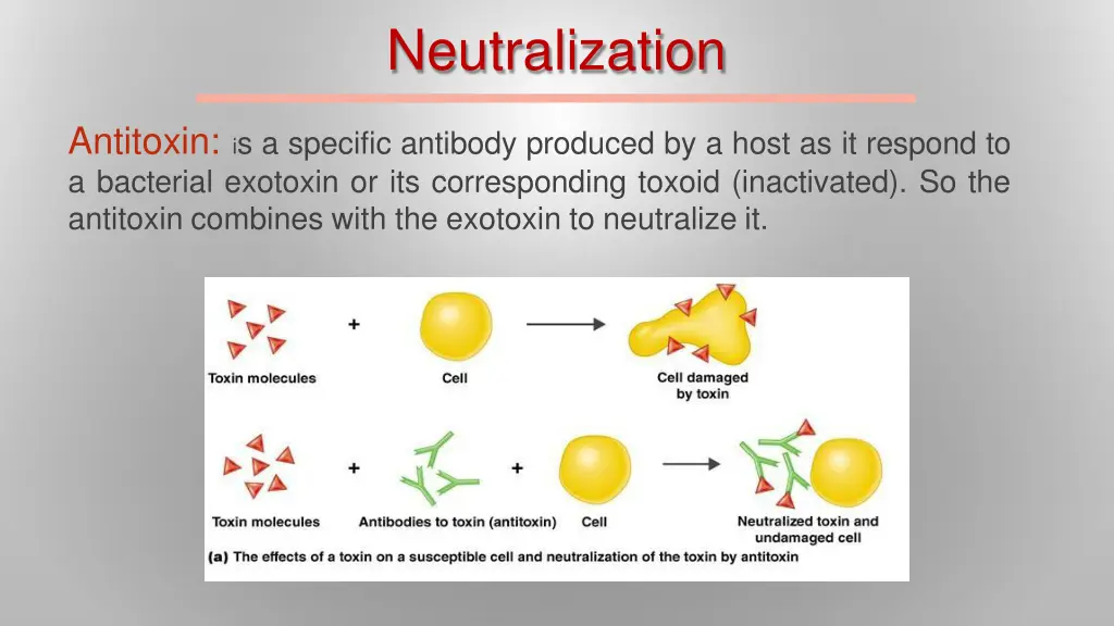 neutralization 1