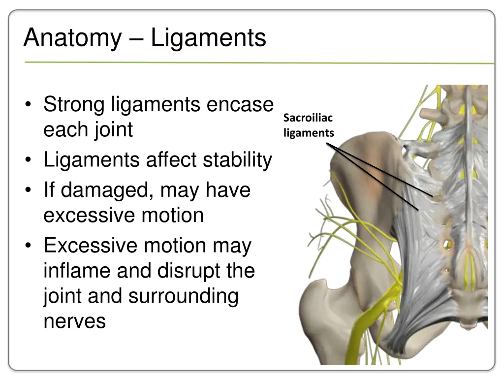 anatomy ligaments