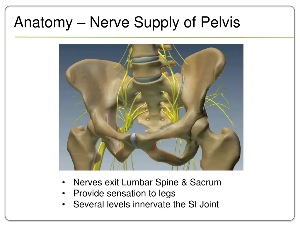 anatomy nerve supply of pelvis