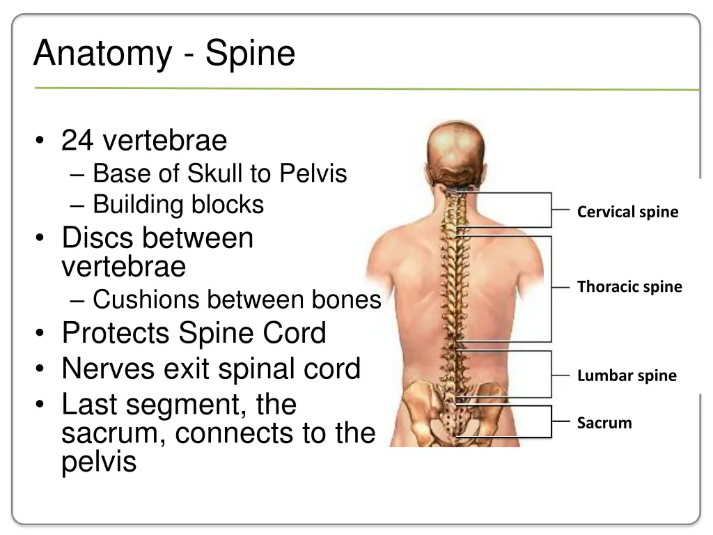 anatomy spine