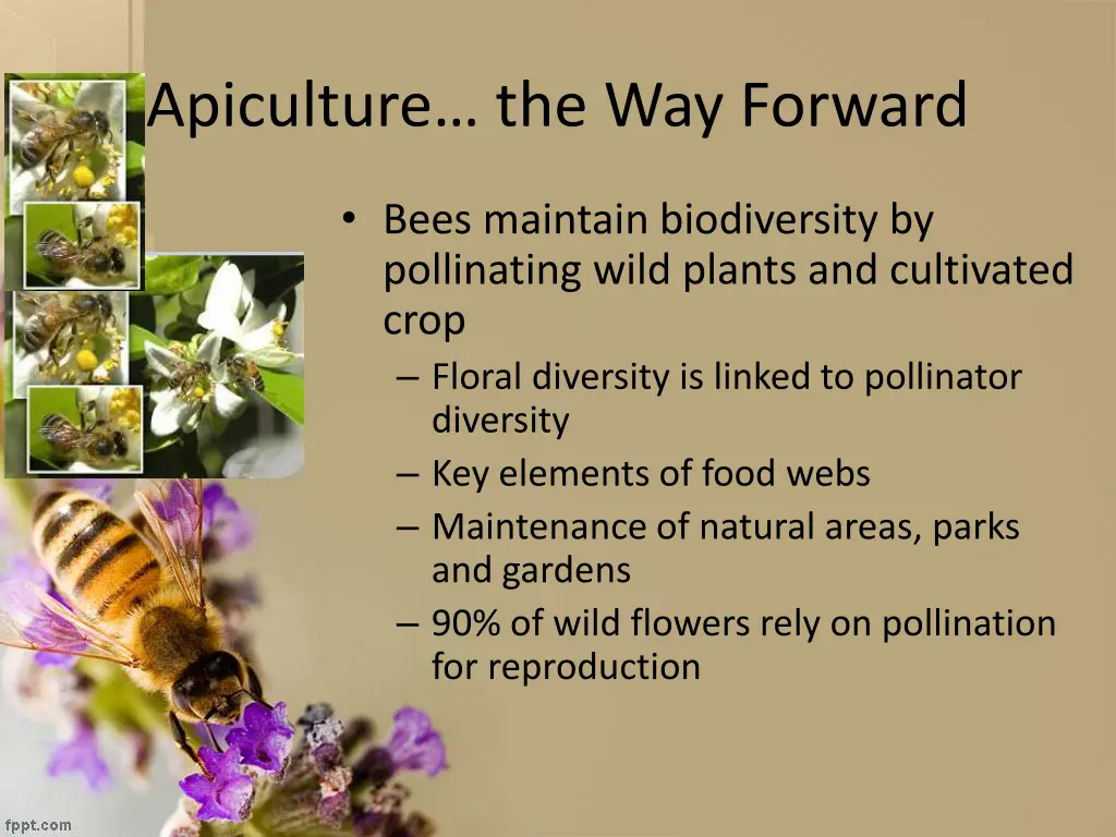 apiculture the way forward