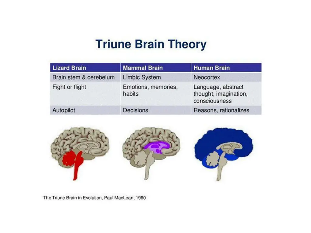 brain physiology