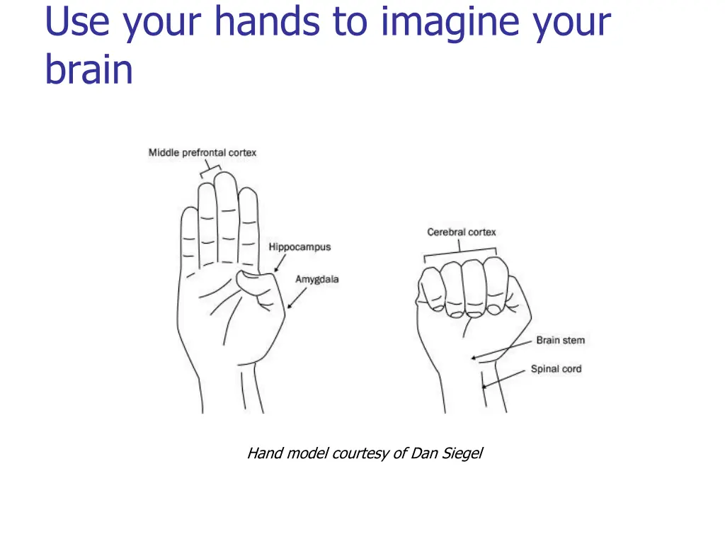 use your hands to imagine your brain