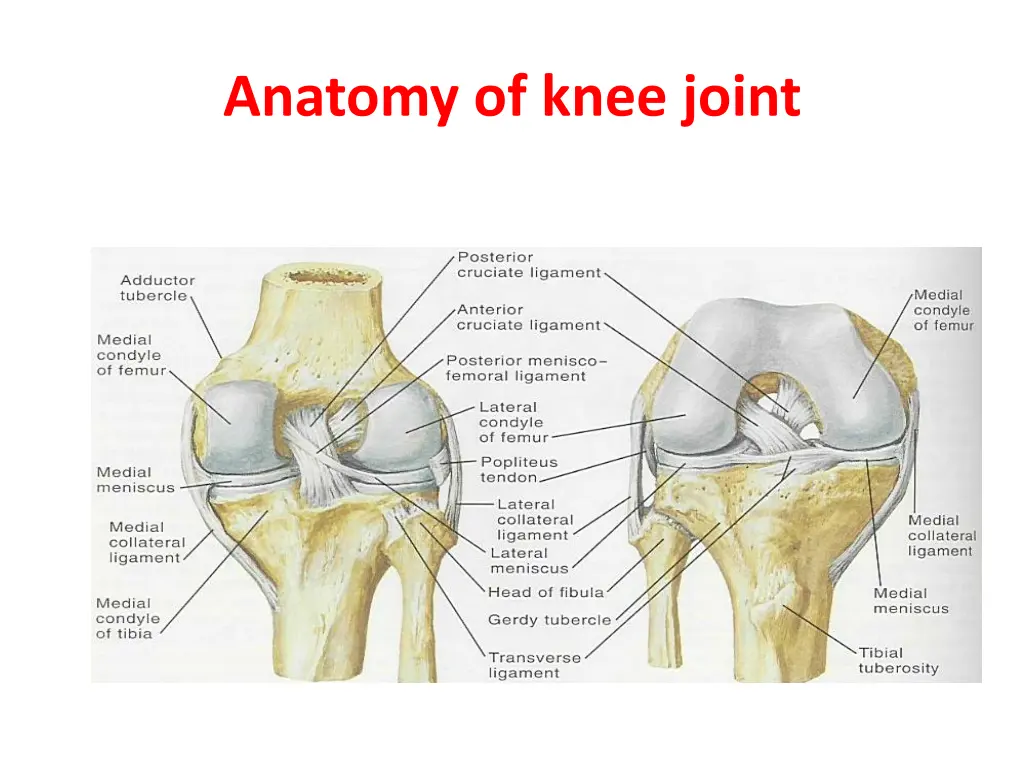 anatomy of knee joint