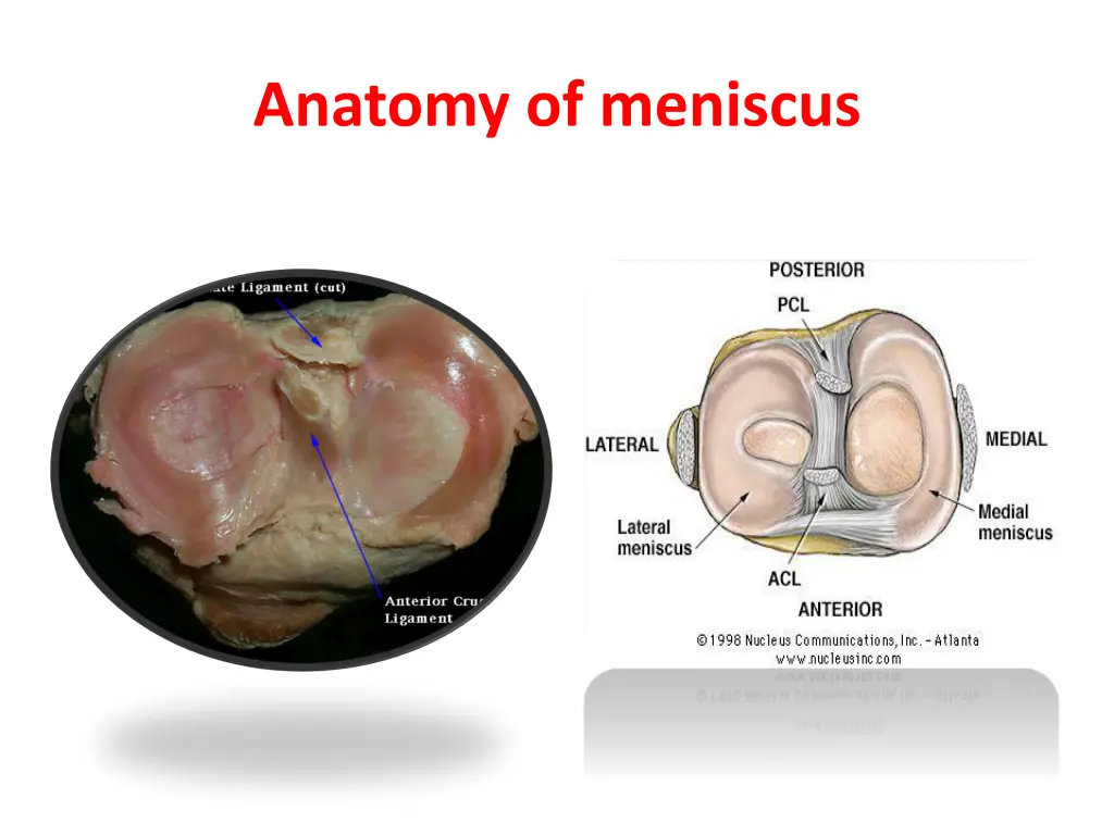 anatomy of meniscus