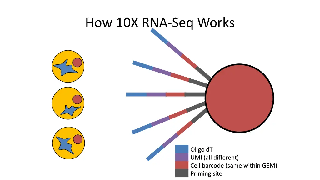 how 10x rna seq works 1