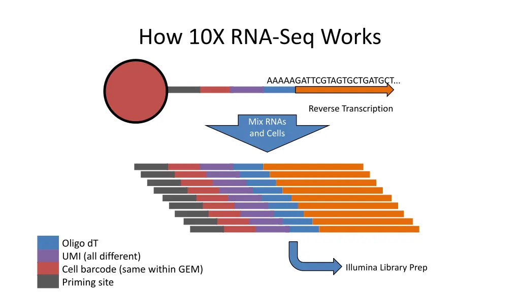 how 10x rna seq works 2