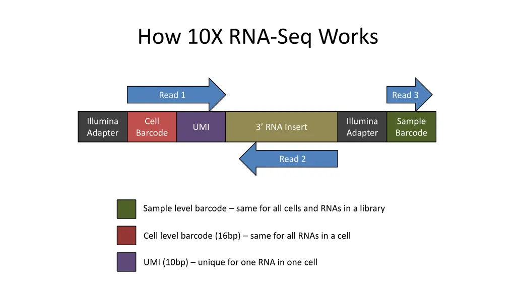 how 10x rna seq works 3