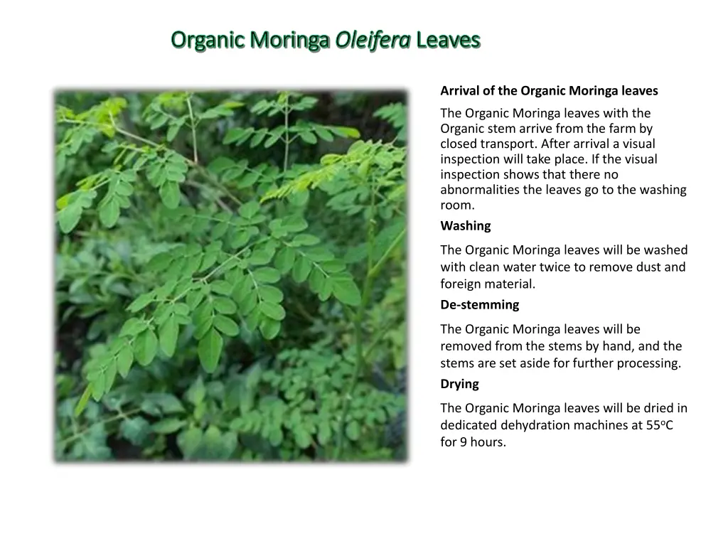 organic moringa organic moringa oleifera