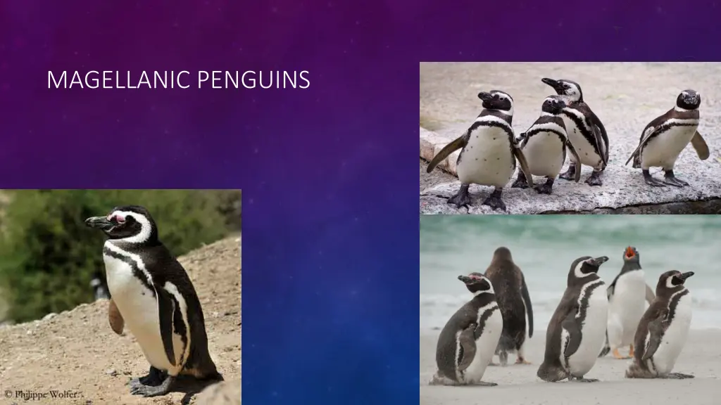 magellanic penguins