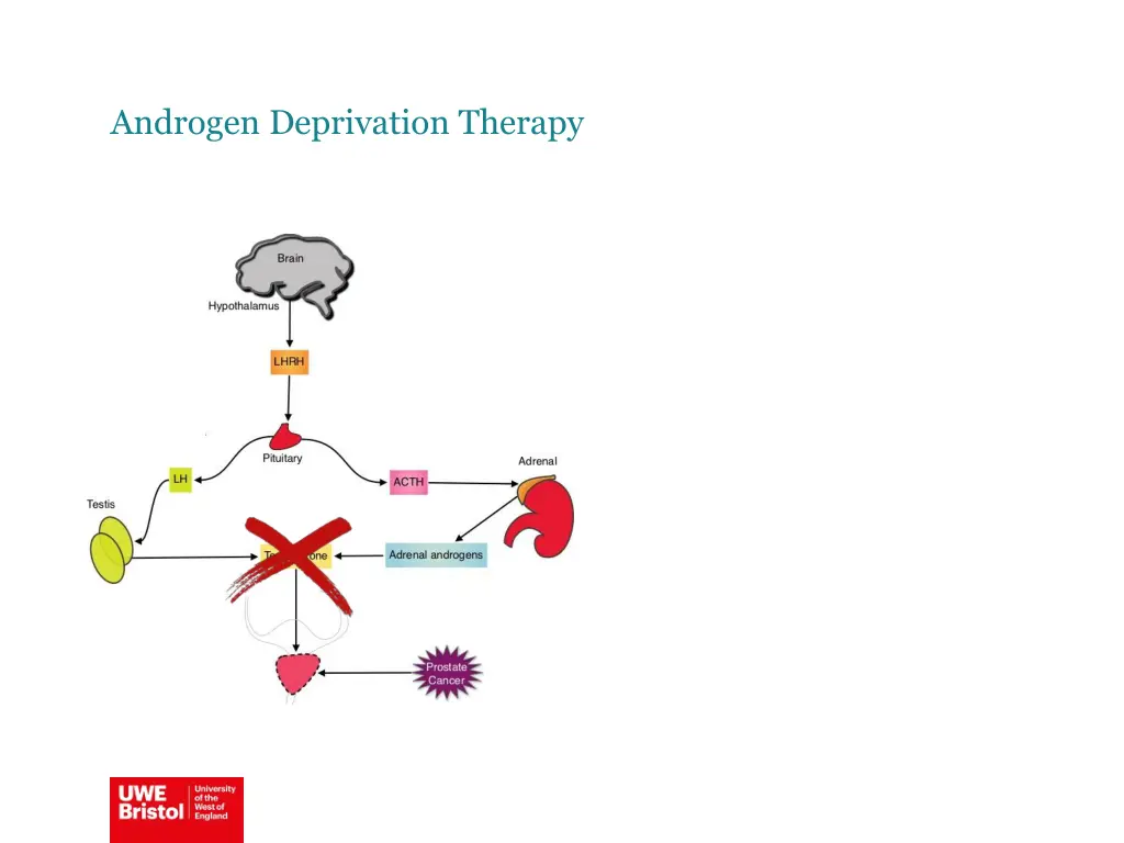 androgen deprivation therapy 1