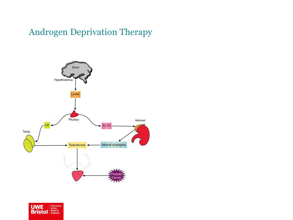 androgen deprivation therapy