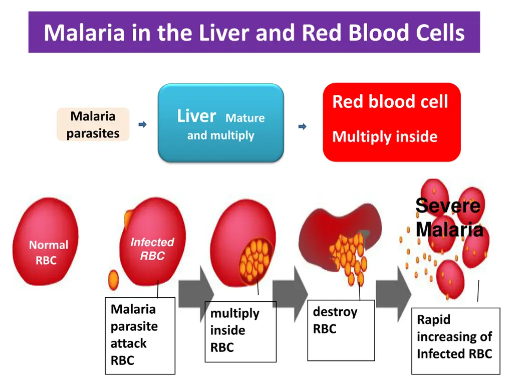 malaria in the liver and red blood cells