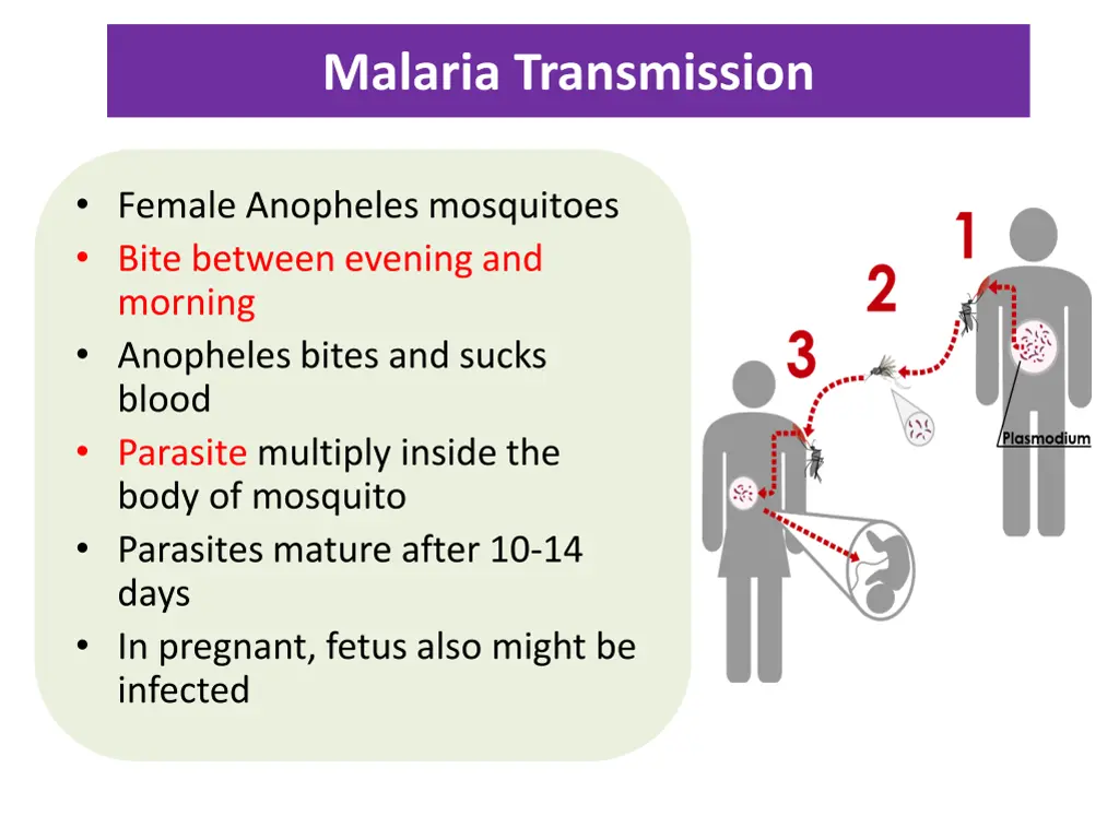 malaria transmission