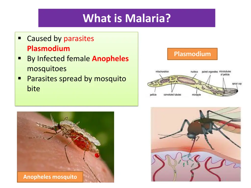 what is malaria