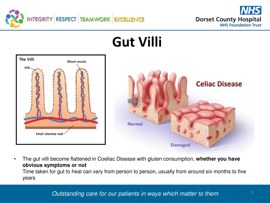 gut villi