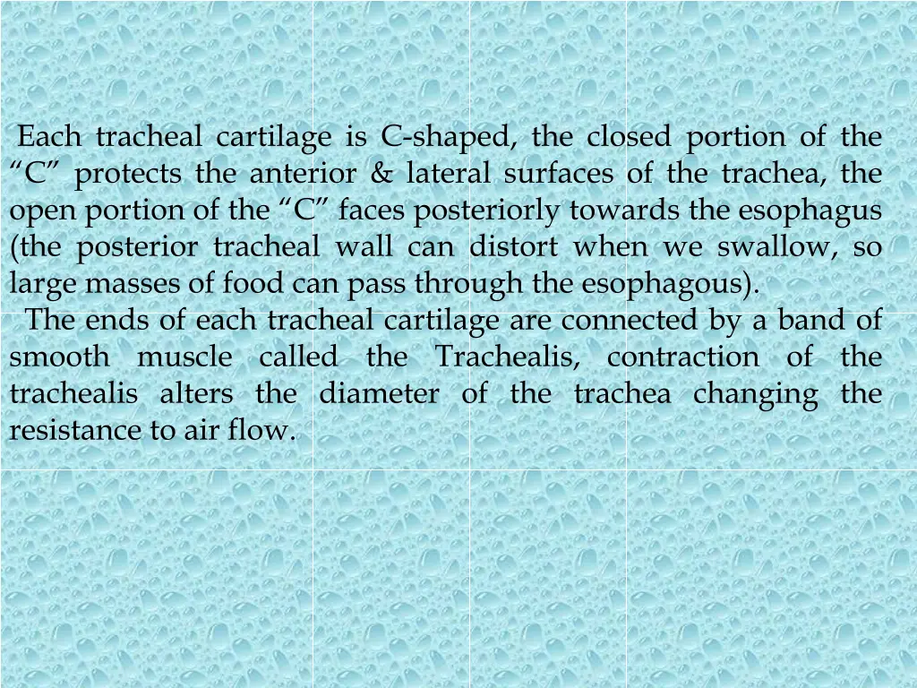 each tracheal cartilage is c shaped the closed