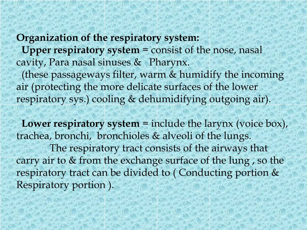 organization of the respiratory system upper