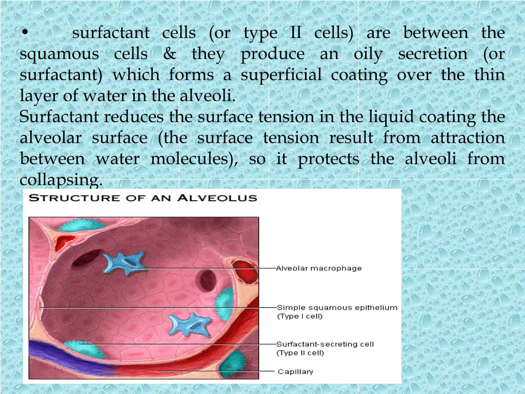 squamous cells they produce an oily secretion