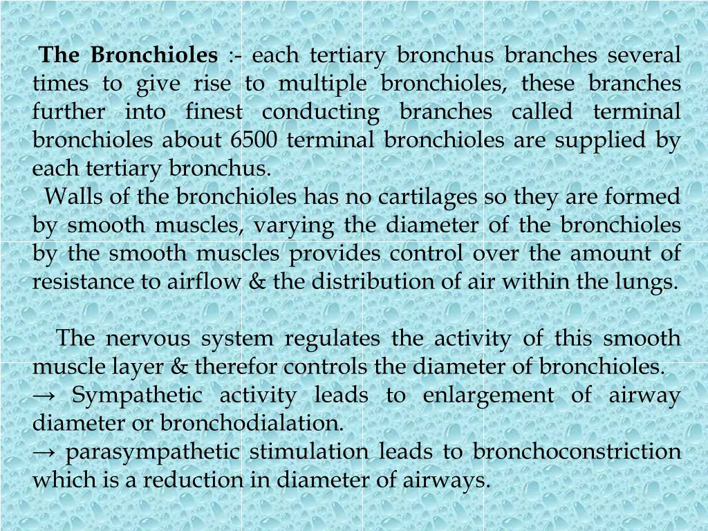 the bronchioles each tertiary bronchus branches