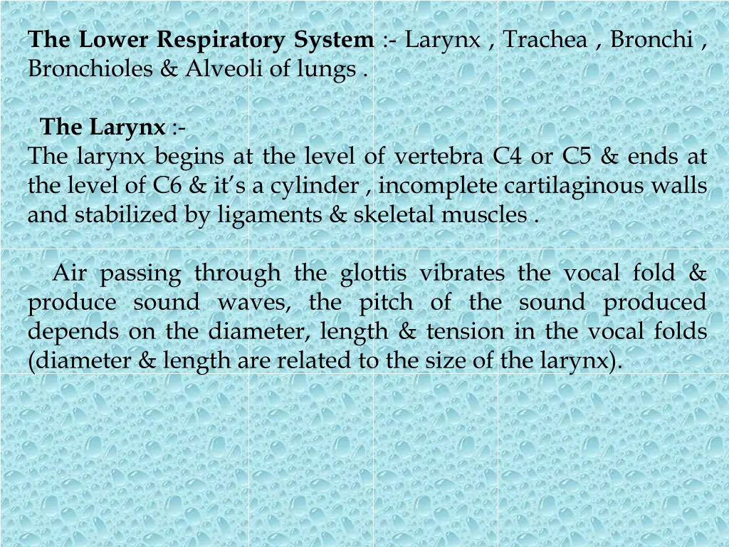 the lower respiratory system larynx trachea