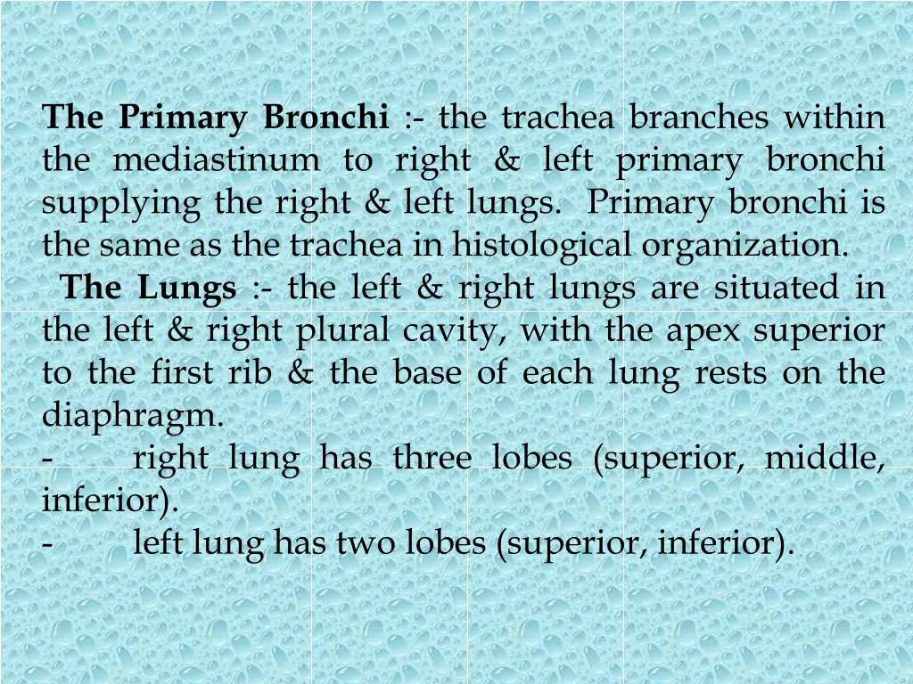 the primary bronchi the trachea branches within