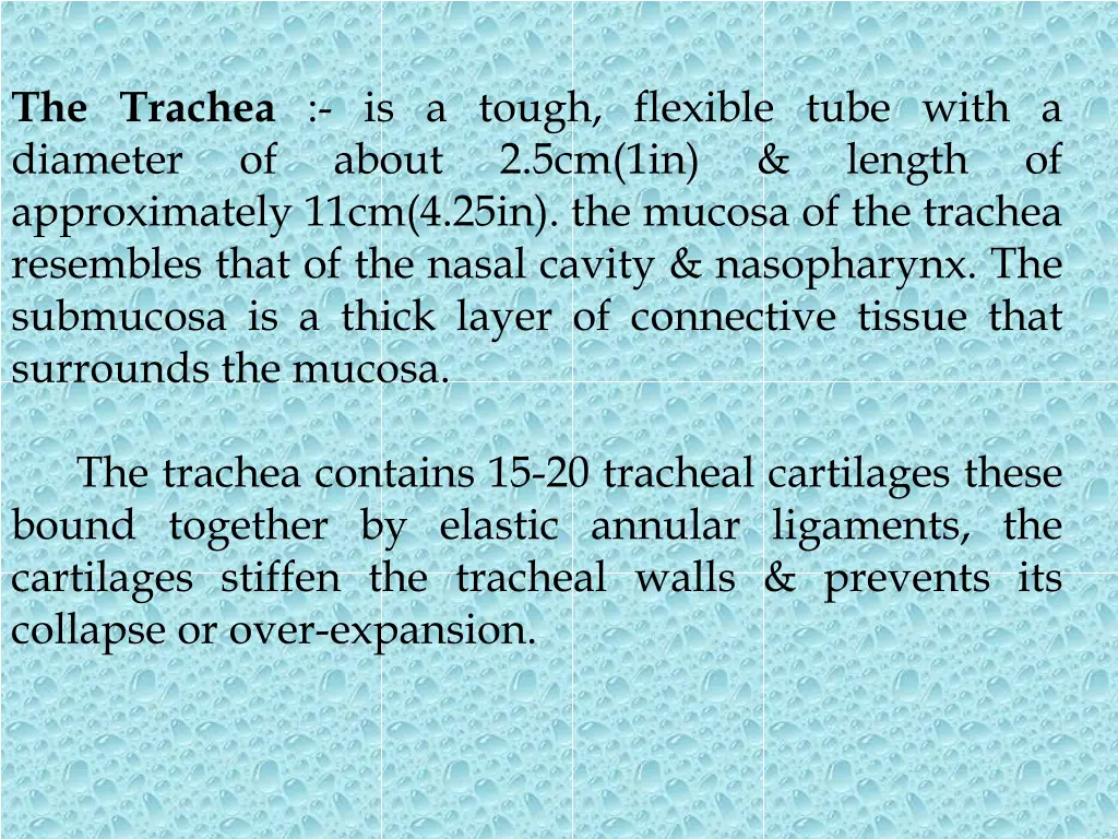 the trachea is a tough flexible tube with