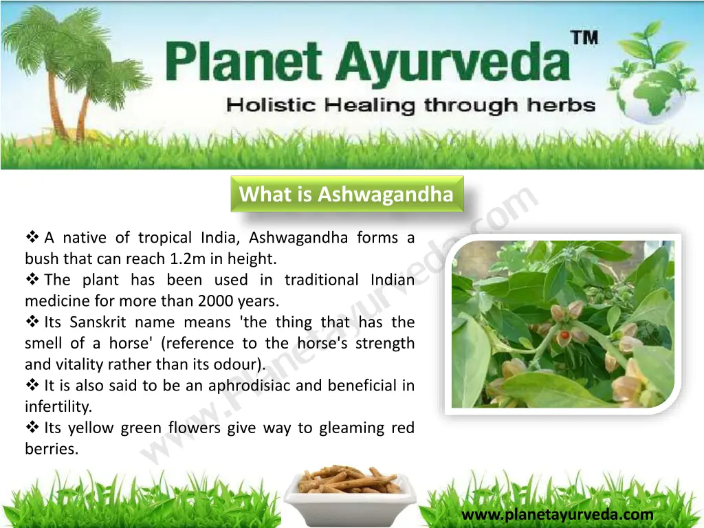 what is ashwagandha