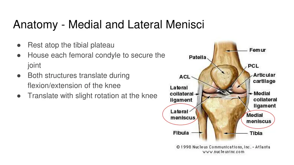 anatomy medial and lateral menisci 1