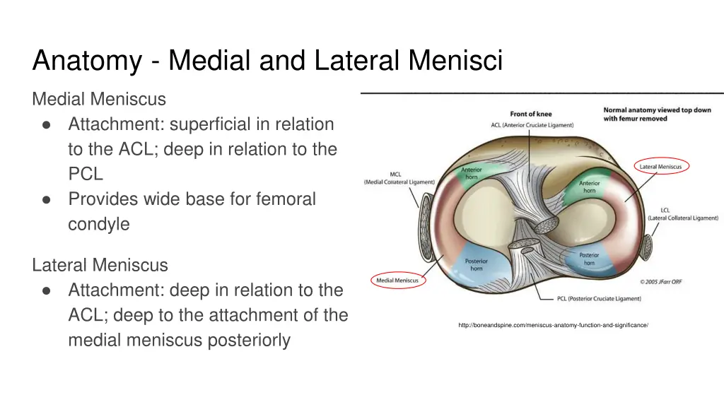 anatomy medial and lateral menisci 2