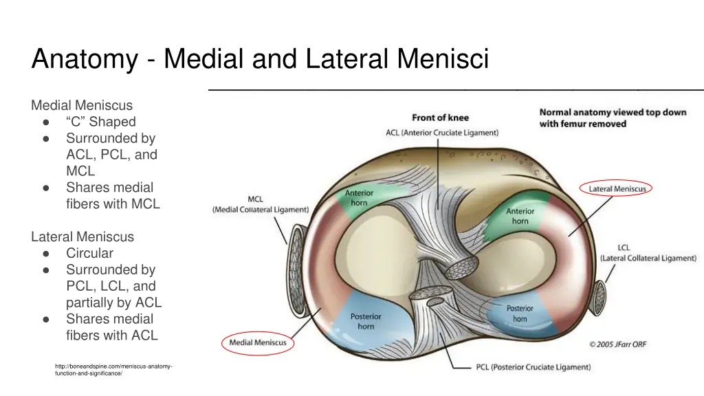 anatomy medial and lateral menisci