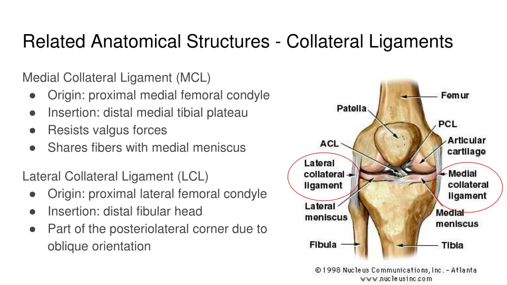 related anatomical structures collateral ligaments