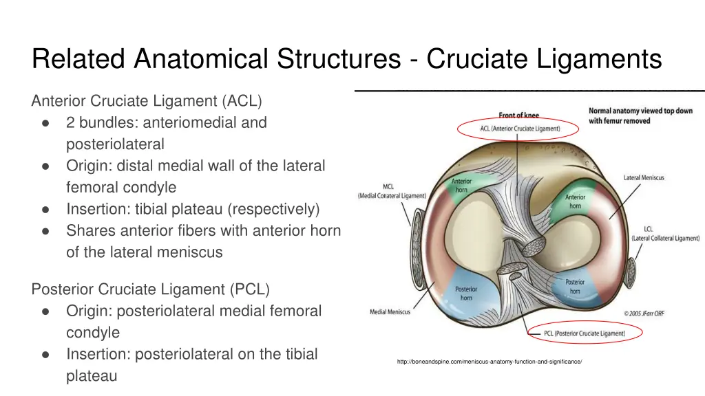 related anatomical structures cruciate ligaments