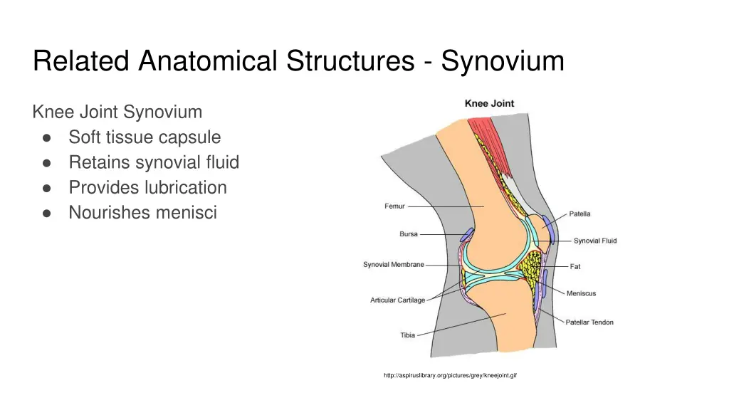 related anatomical structures synovium