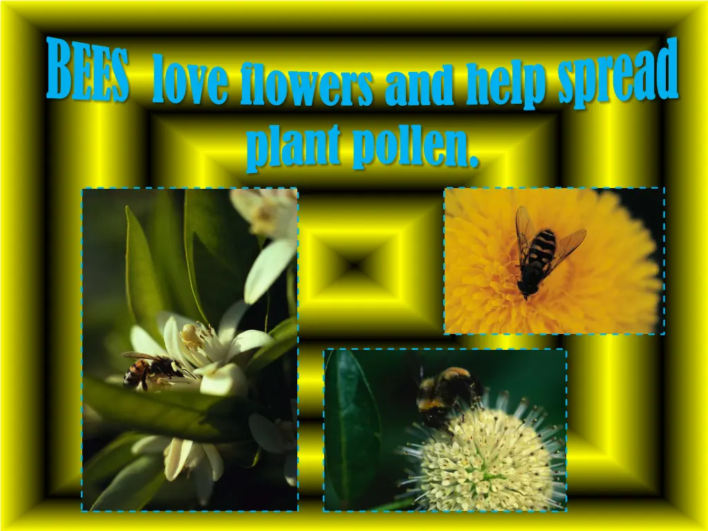 bees love flowers and help spread plant pollen