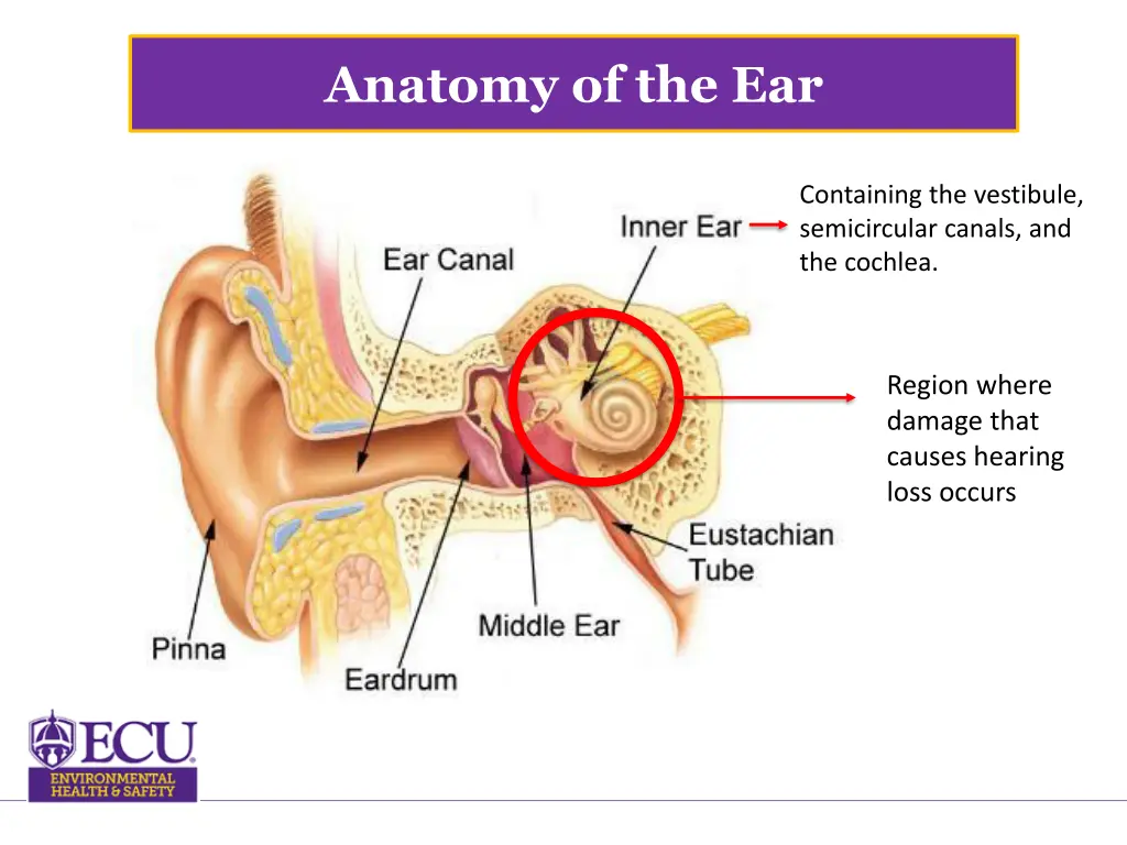 anatomy of the ear