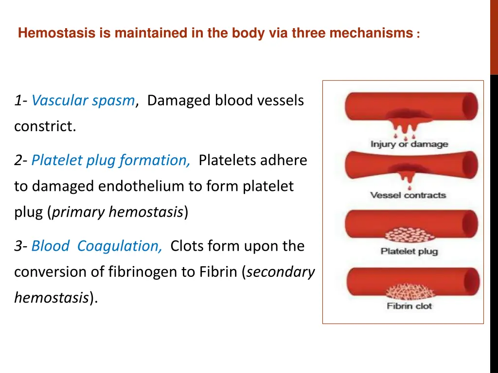 hemostasis is maintained in the body via three