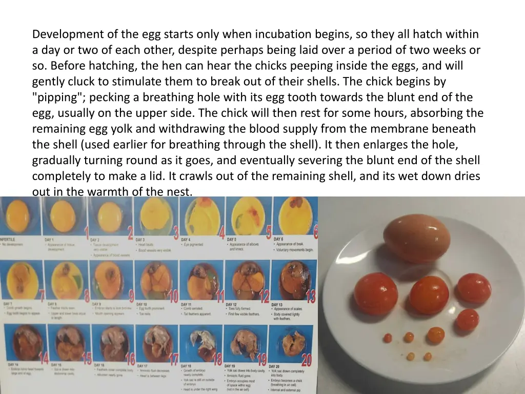 development of the egg starts only when