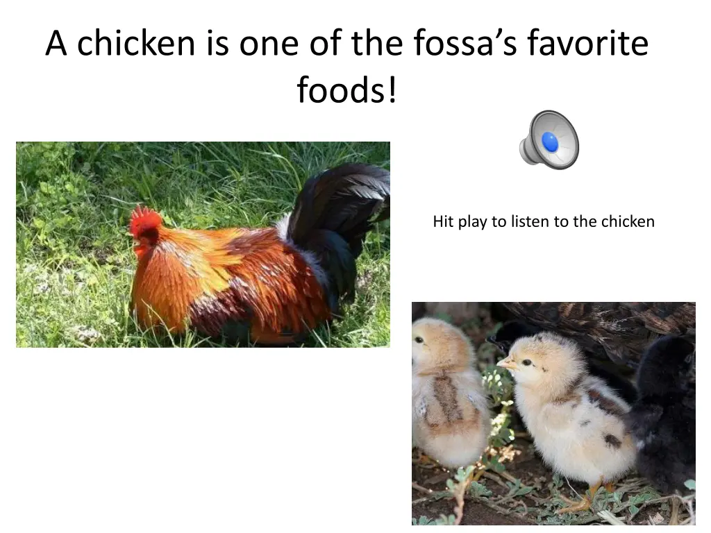 a chicken is one of the fossa s favorite foods