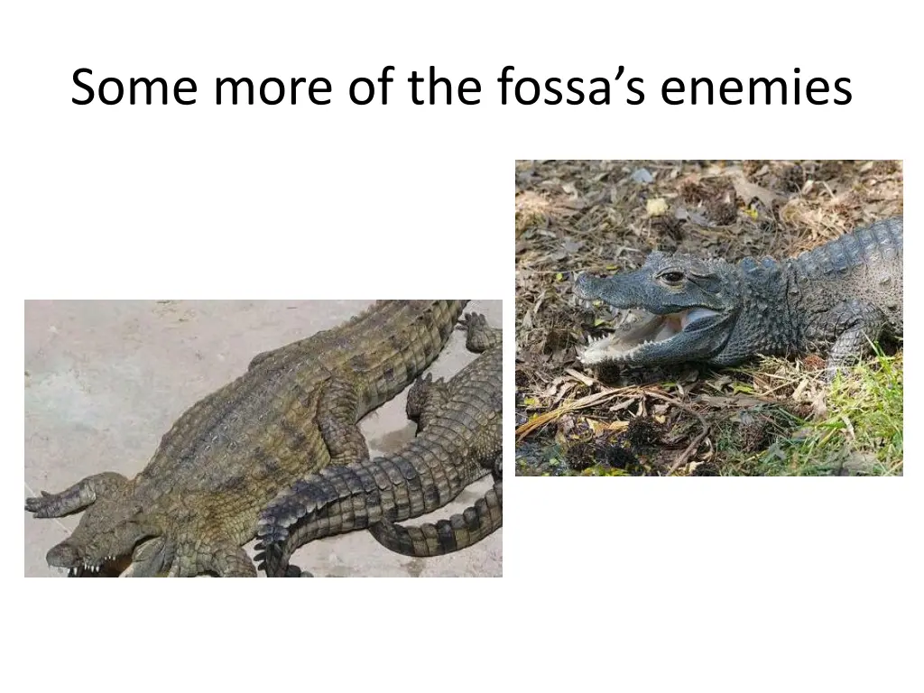 some more of the fossa s enemies