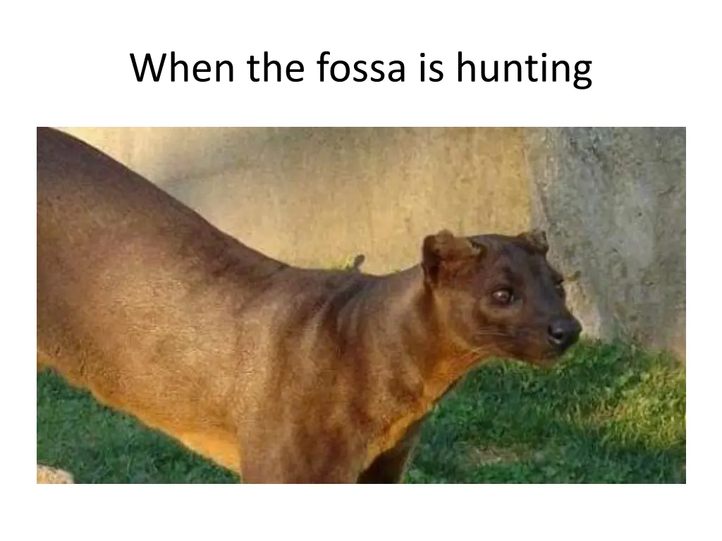 when the fossa is hunting