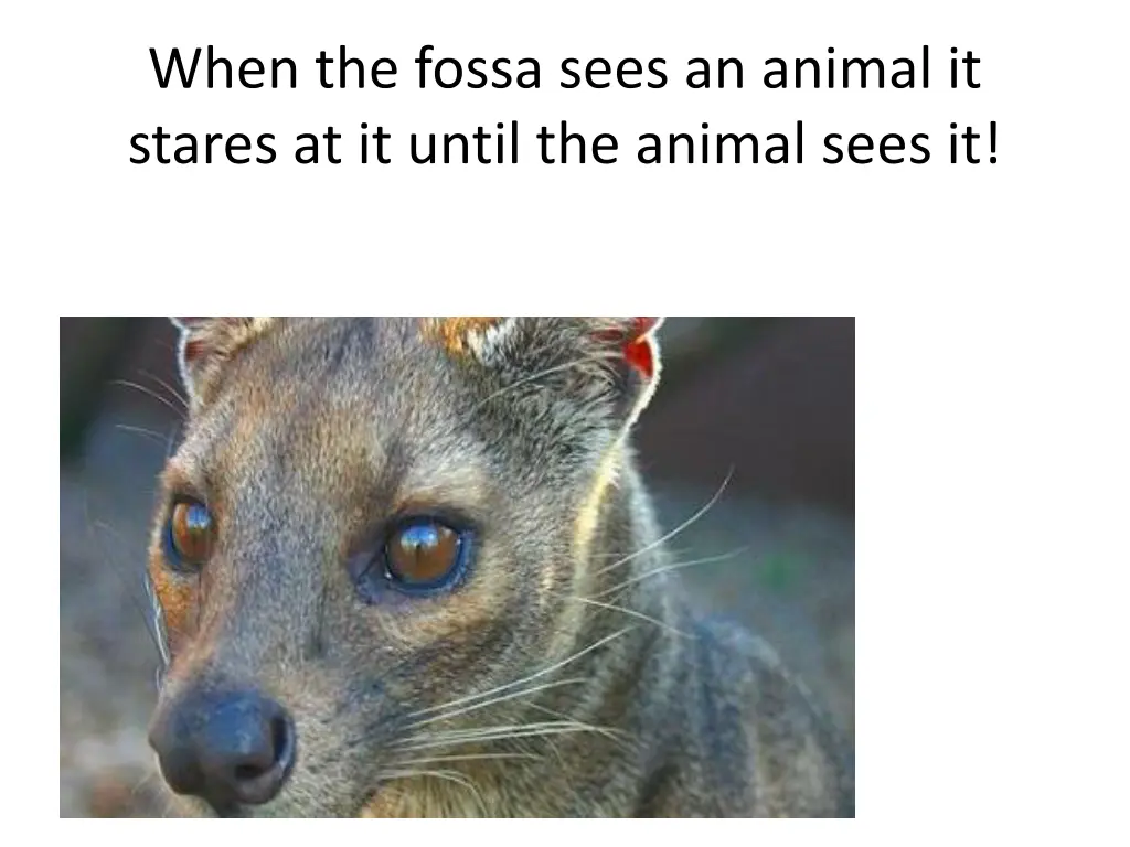 when the fossa sees an animal it stares