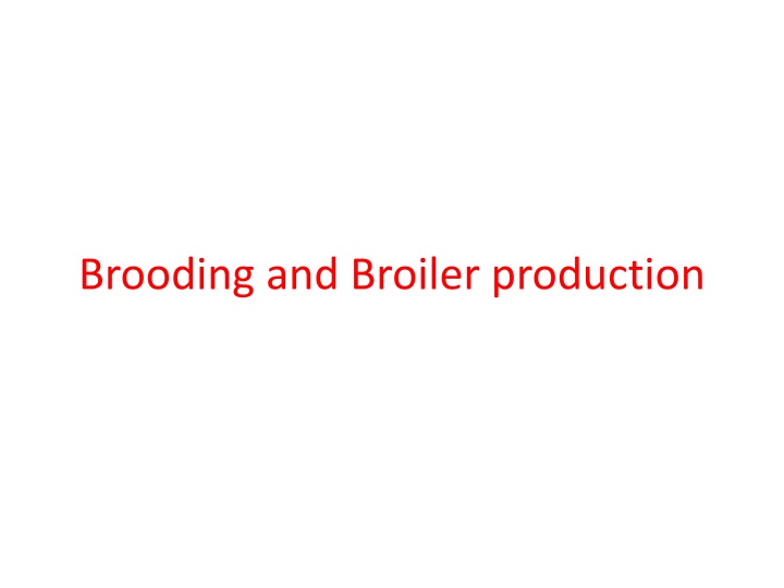 brooding and broiler production