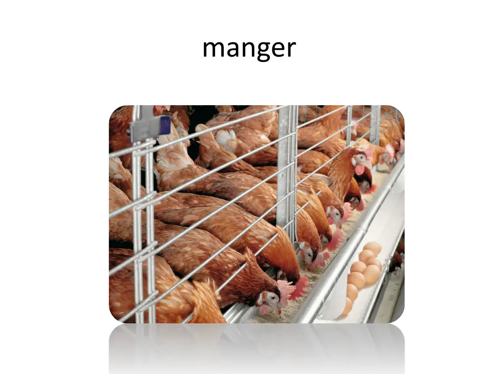 manger